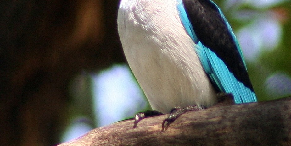 Discover the Woodland Kingfisher at the Source of the Nile