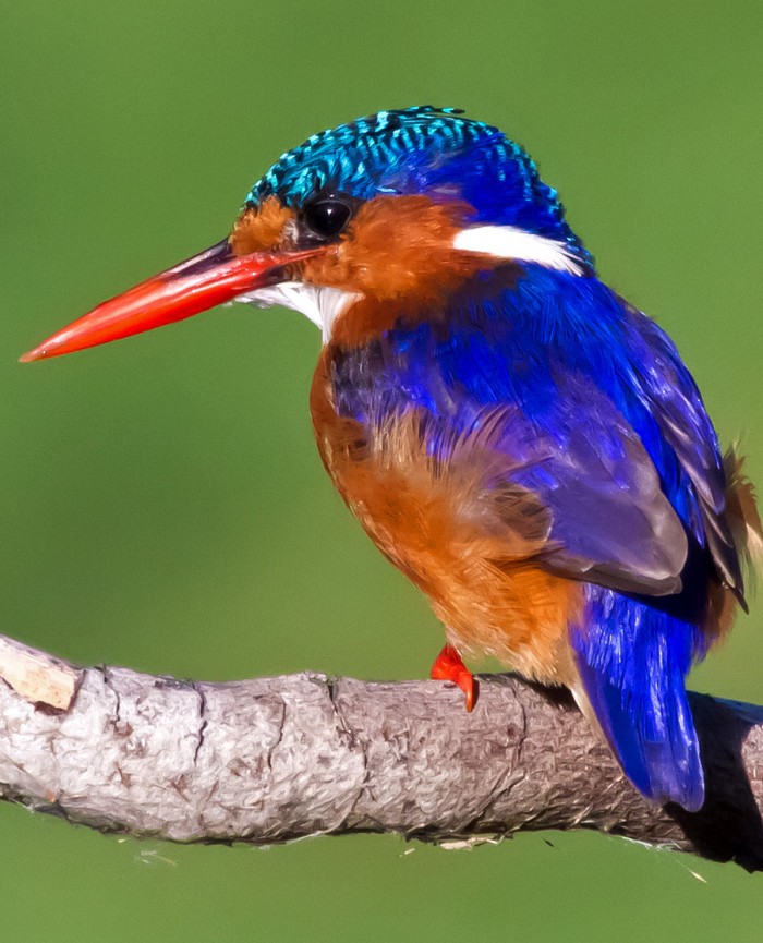 Petite and colourful is the Malachite Kingfisher