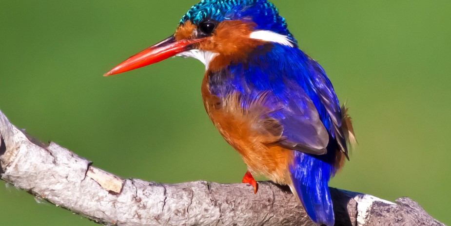 Petite and colourful is the Malachite Kingfisher